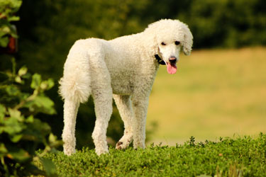 Hundebetreuung Friedrichshain 1